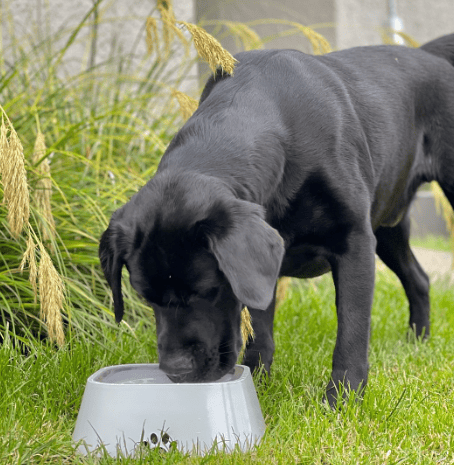 🔥Pet Water Bowl Splash-proof Not Wet Mouth Can Be Car Anti-flip Waterer